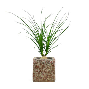 Beaucarnea Pony Tail Palm Orb with Lava Cube Relic Planter Pink