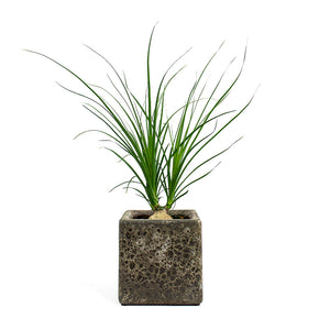 Beaucarnea Pony Tail Palm Orb with Lava Cube Relic Planter Rust