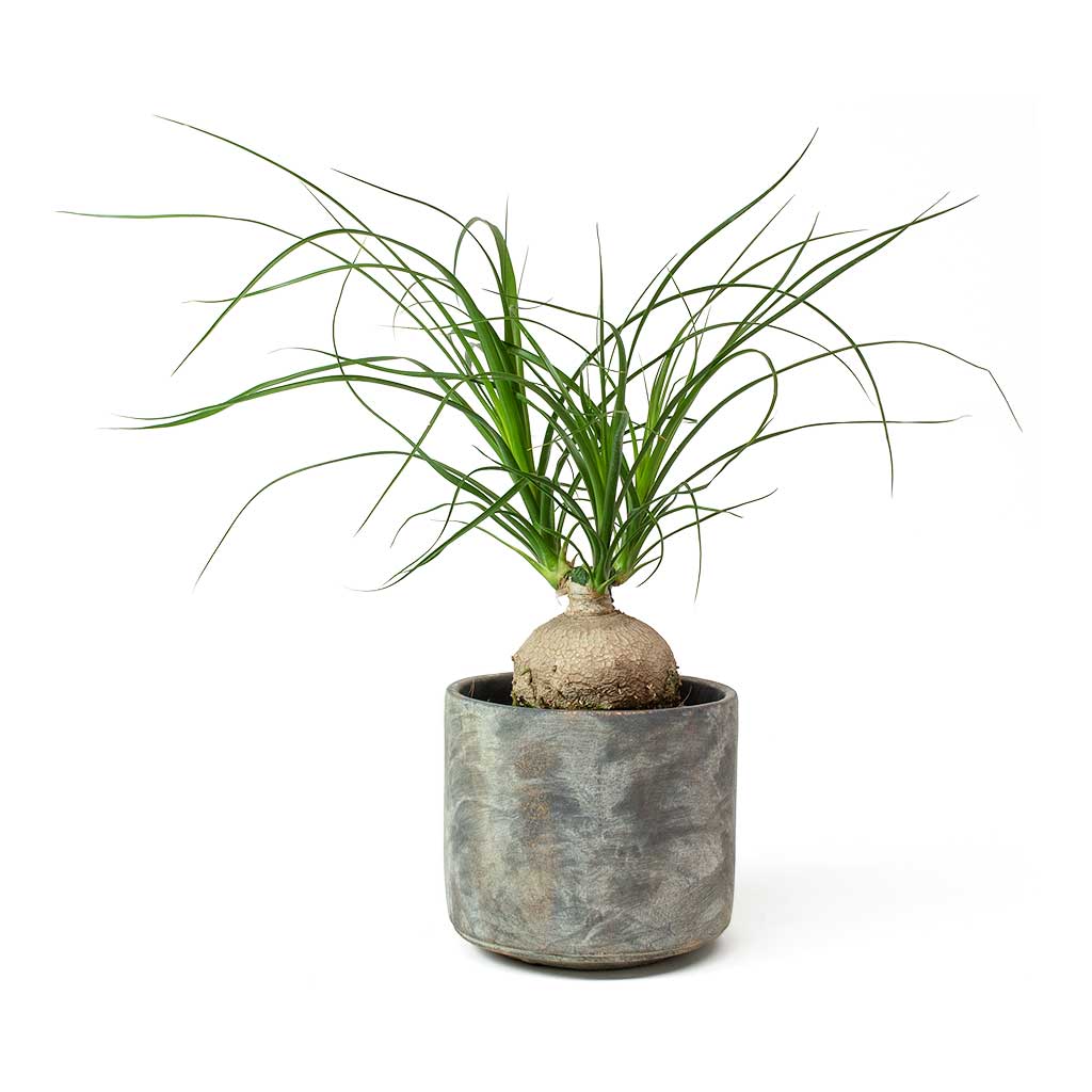 Beaucarnea Pony Tail Palm - Orb &amp; Saar Plant Pot - Earth Cement