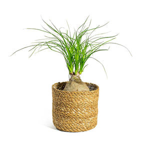 Beaucarnea Pony Tail Palm Orb & Stef Plant Baskets - Set of 5 Natural