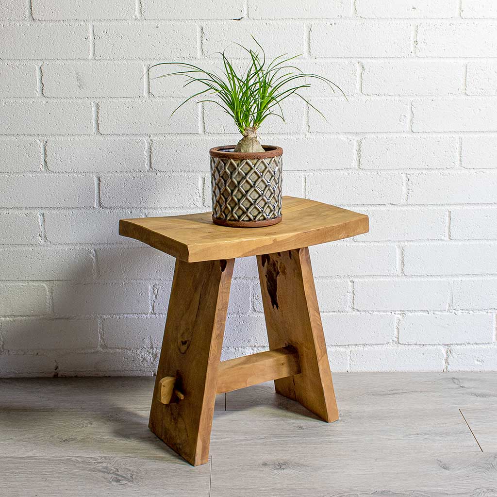 Beaucarnea Pony Tail Palm Orb & Liam Grey Plant Pot