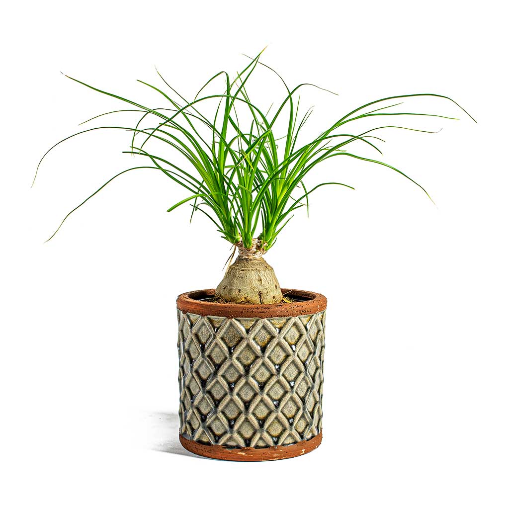 Beaucarnea Pony Tail Palm Orb & Liam Grey Plant Pot