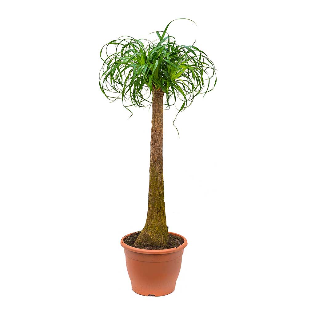 Beaucarnea - Pony Tail Palm - Single Stem - Tall