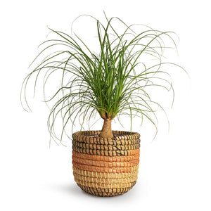 Beaucarnea Pony Tail Palm Single Stem Houseplant & Jane Plant Baskets Set of 5 Desert