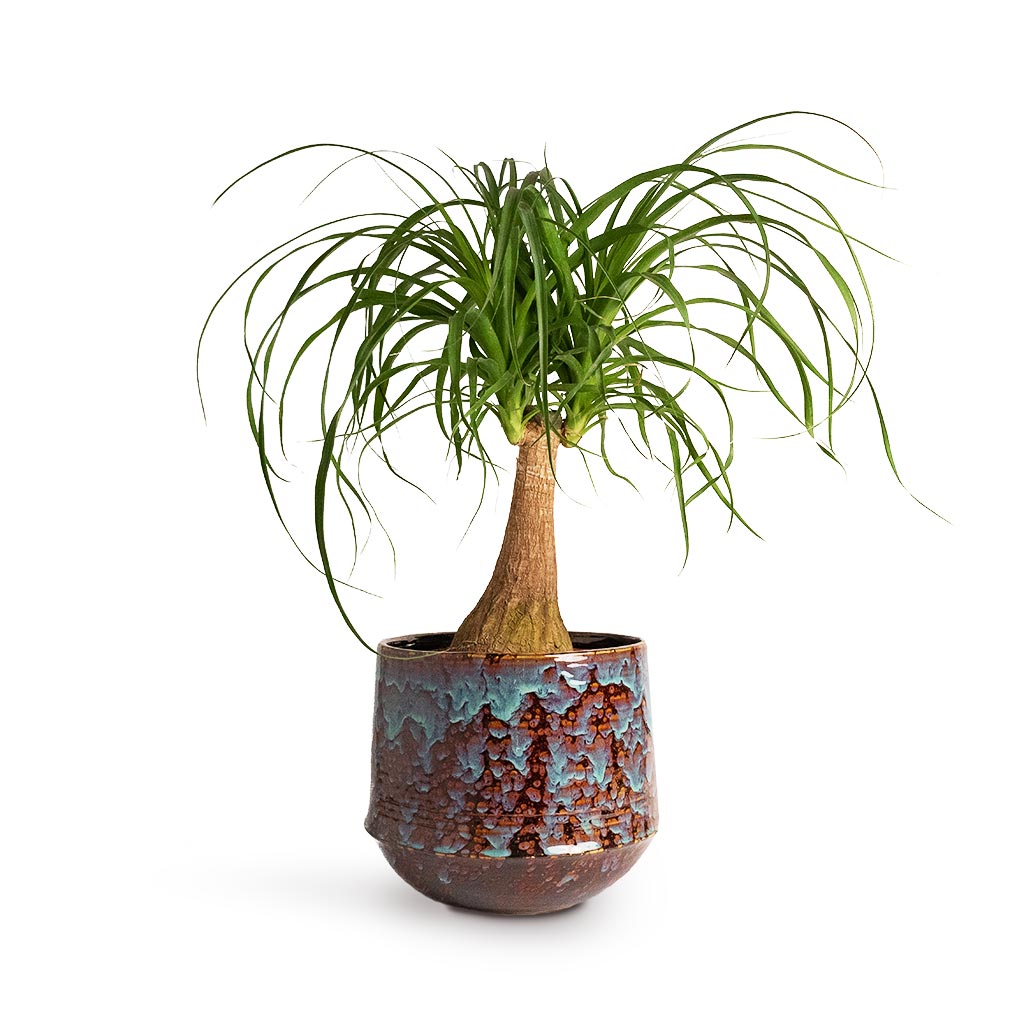Beaucarnea Pony Tail Palm Single Stem 19x60cm Noud Plant Pot Marrakesh 26x22cm
