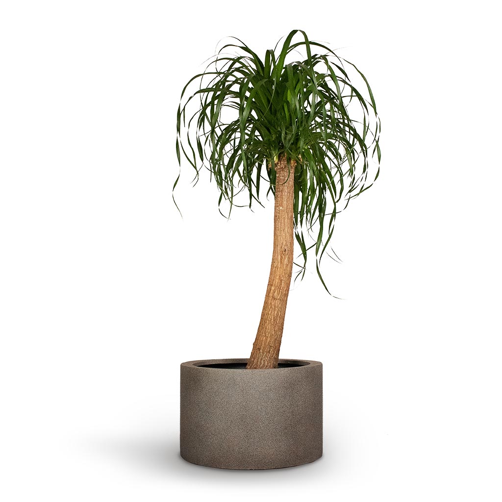 Beaucarnea Pony Tail Palm Single Stem Indoor Plant & Grigio Cylinder Planter Natural Concrete