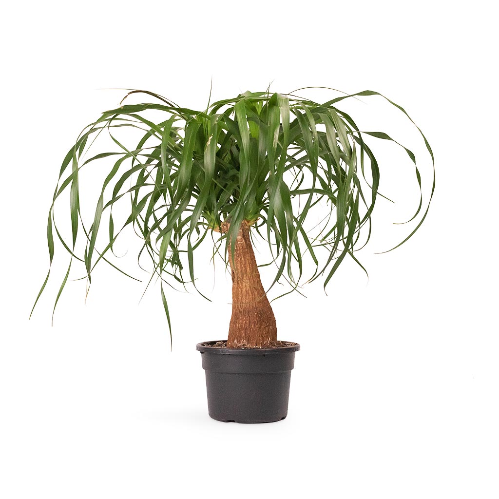 Beaucarnea - Pony Tail Palm - Single Stem