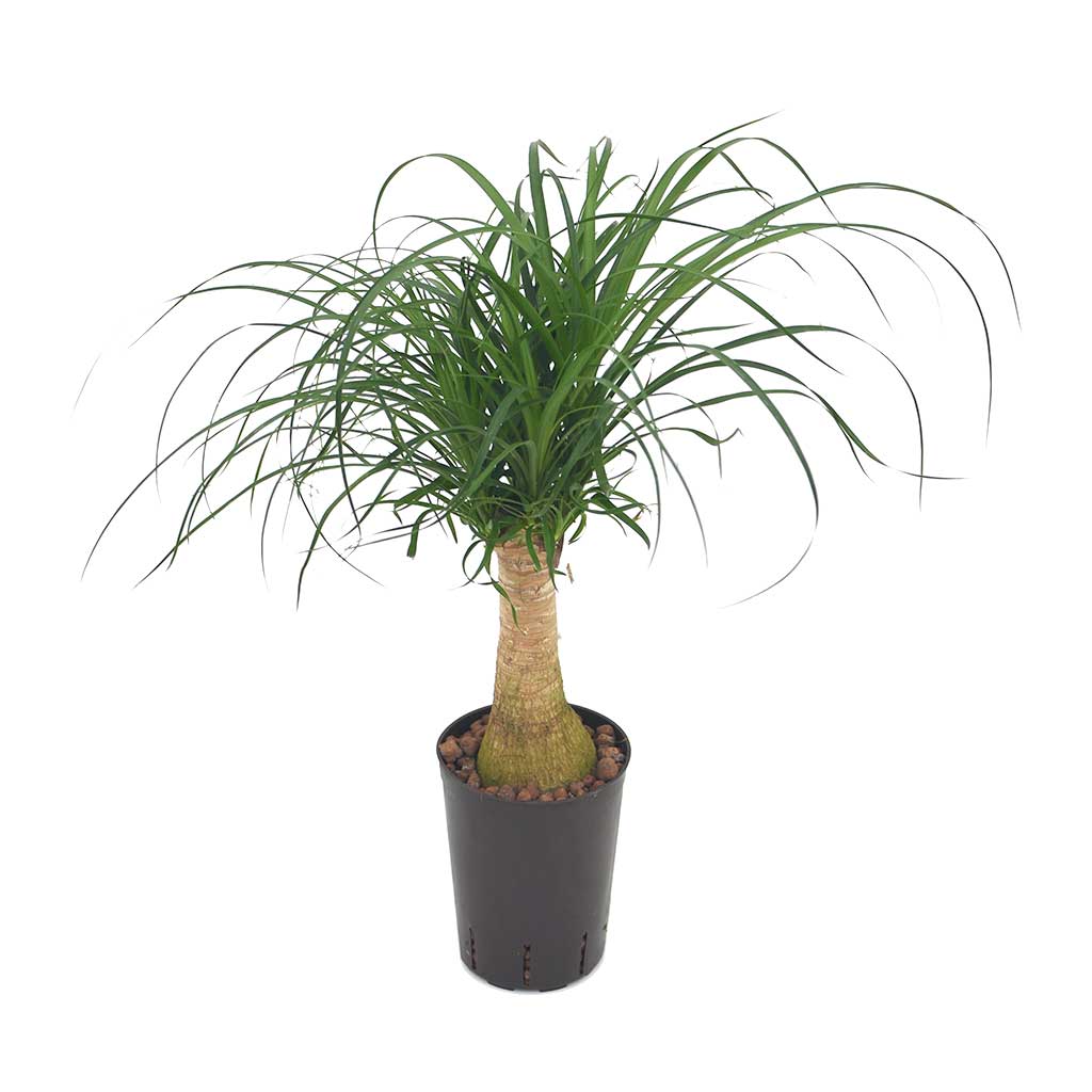Beaucarnea Pony Tail Palm Single Stem Hydroculture Indoor Plant Small