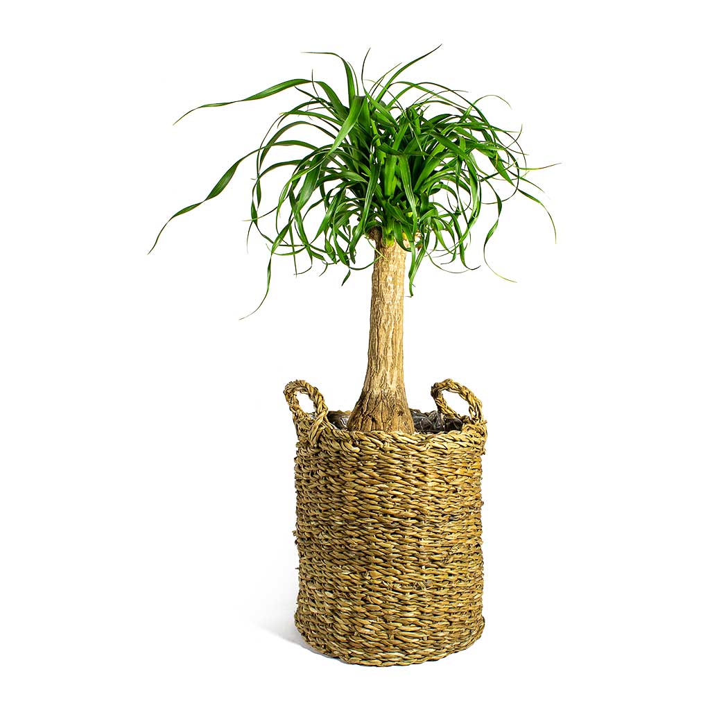 Beaucarnea Pony Tail Palm Single Stem & Joris Plant Baskets Set of 3 - Natural
