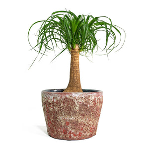 Beaucarnea Pony Tail Palm Single Stem with Lava Couple Straight Relic Planter Pink