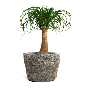 Beaucarnea Pony Tail Palm Single Stem with Lava Couple Straight Relic Planter Rust