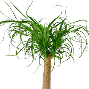 Beaucarnea - Pony Tail Palm - Single Stem Leaves