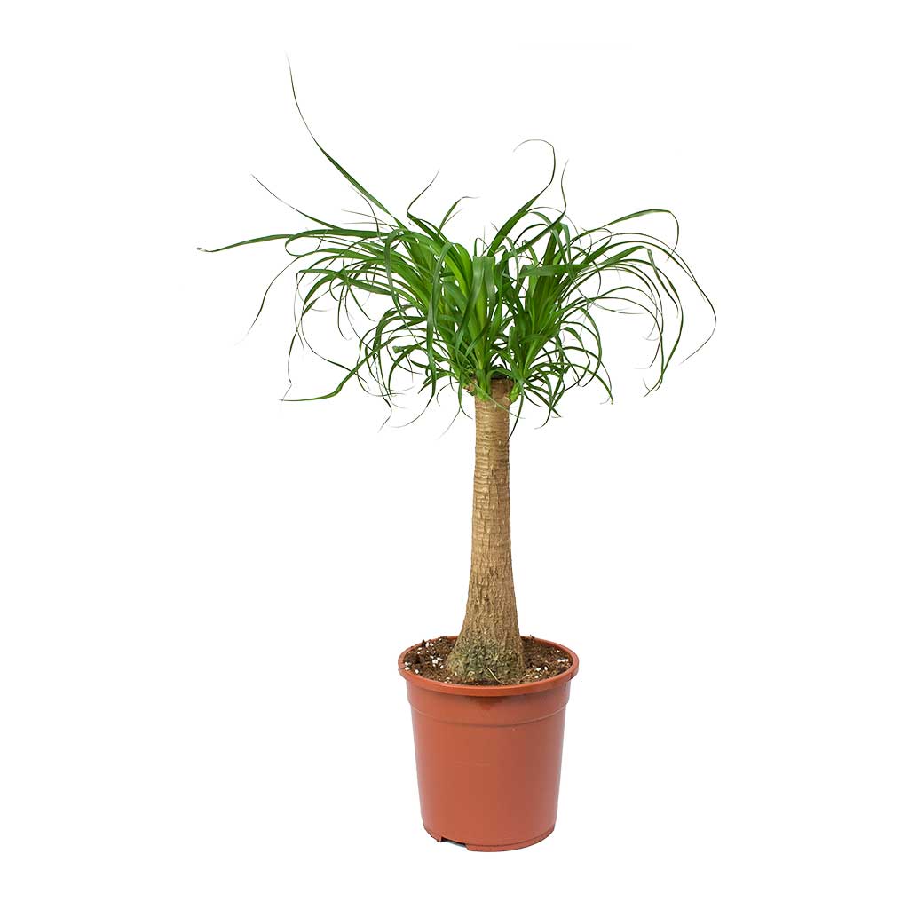 Beaucarnea - Pony Tail Palm - Single Stem