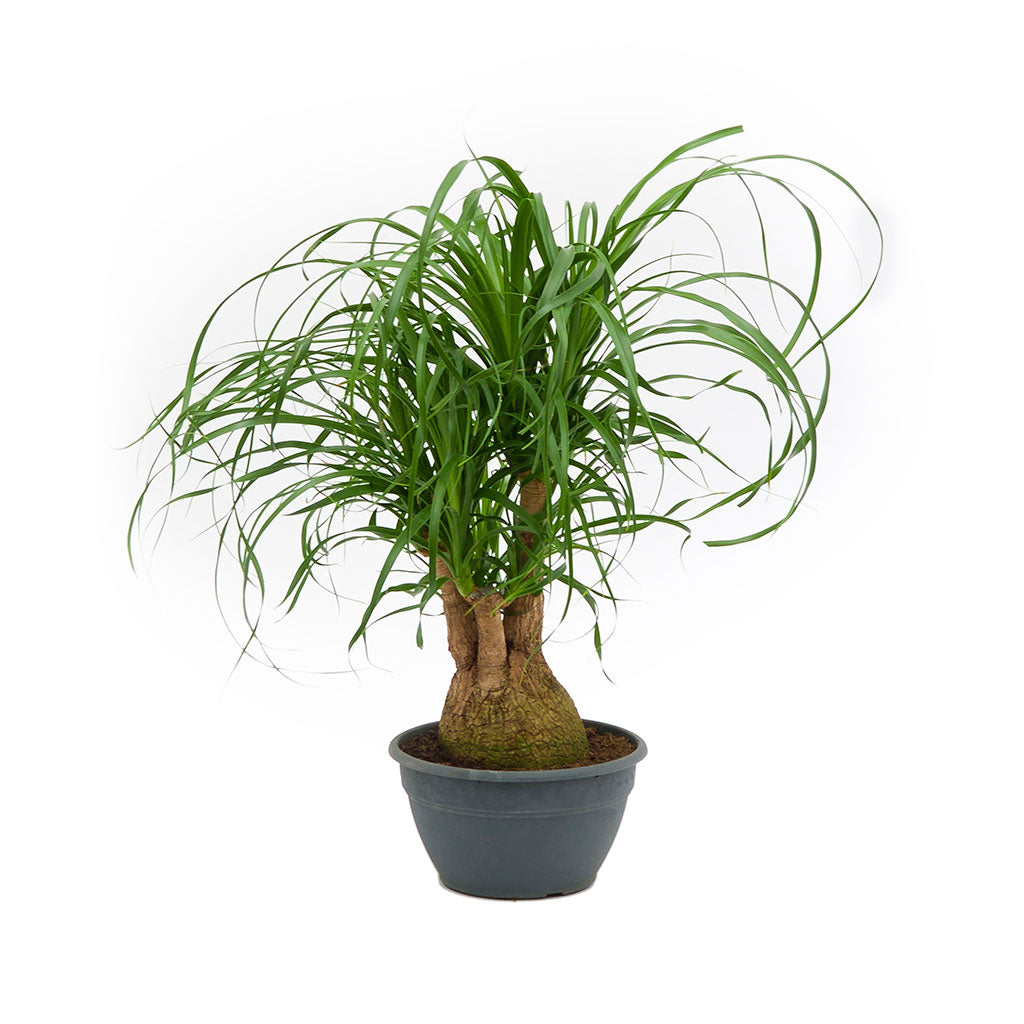 Beaucarnea - Pony Tail Palm - Branched - 60cm