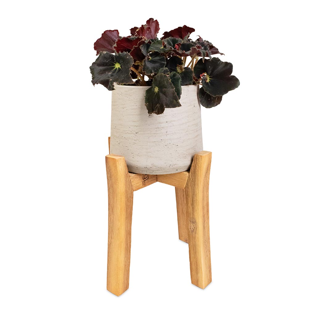 Begonia BD Rex - Anne Begonia & Patt Plant Pot - Tall Stand - Grey Washed