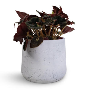 Begonia BD Rex - Anne Begonia & Patt Plant Pot - White Washed
