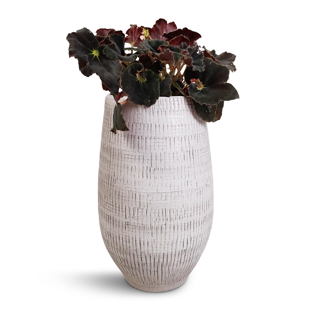 Begonia BD Rex - Anne Begonia &  Ryan Plant Vase - White Black