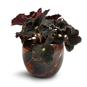 Begonia BD Rex - Anne Begonia & Vive Metal Plant Pots - Set of 3 - Lava
