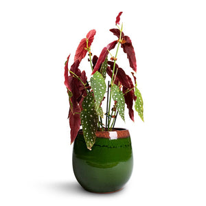 Charlotte Plant Pot - Green