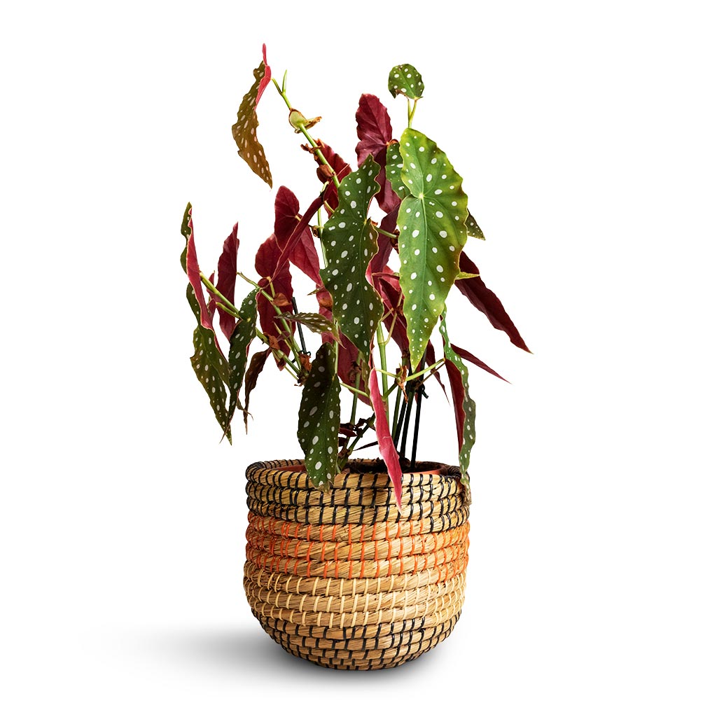Begonia Maculata - Polka Dot Begonia & Jane Plant Baskets - Set of 5 - Desert
