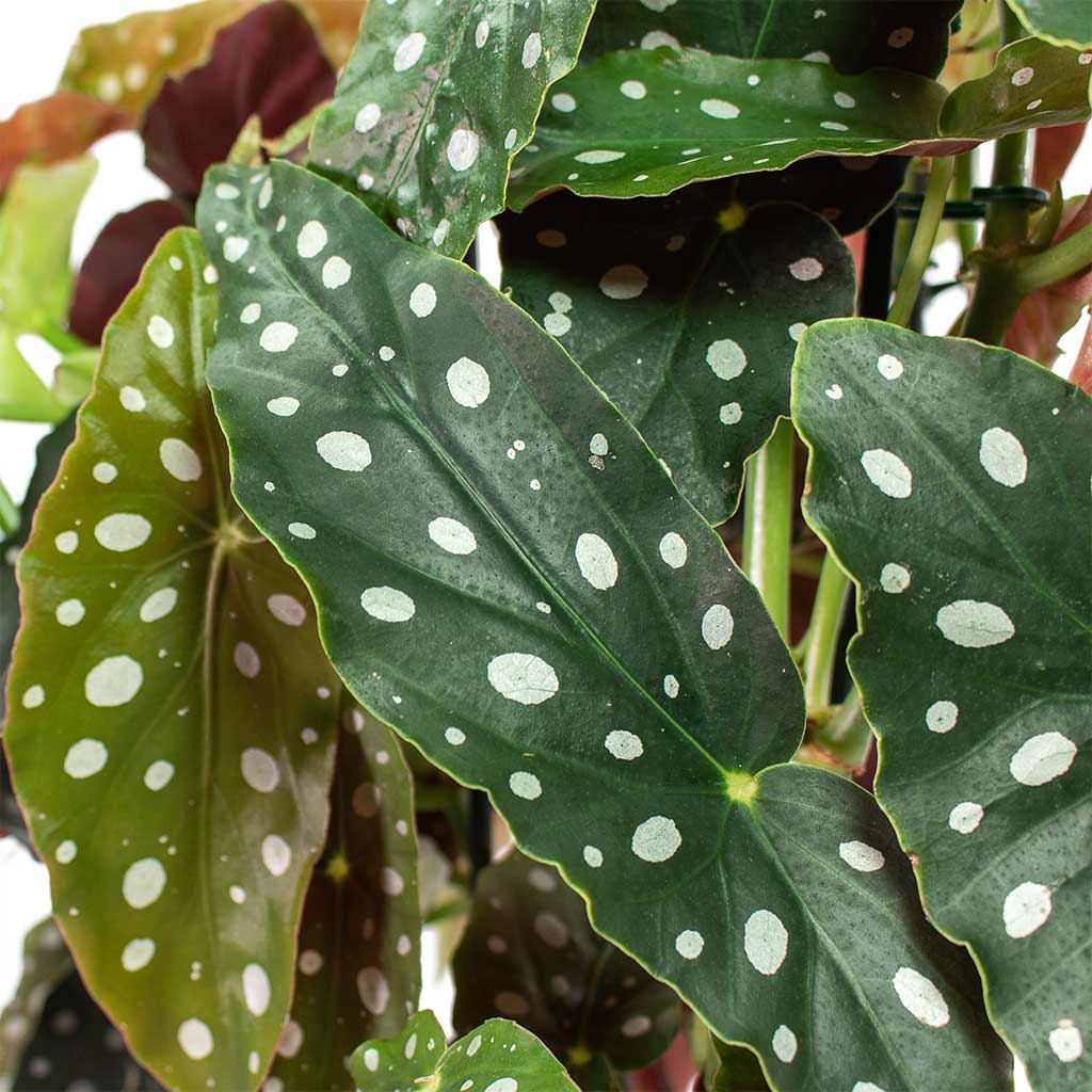 Begonia Maculata - Polka Dot Begonia Houseplants | Hortology - HORTOLOGY