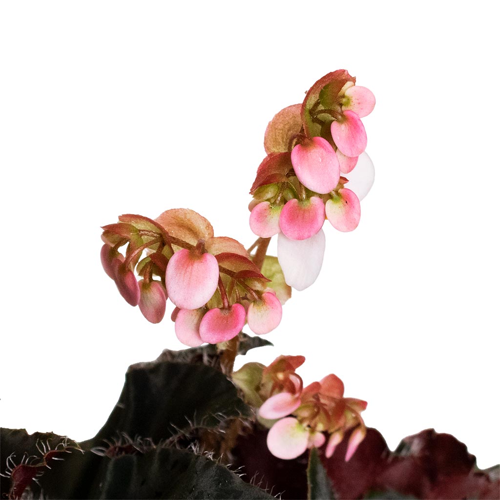 Begonia BD Rex - Anne Begonia Flowers