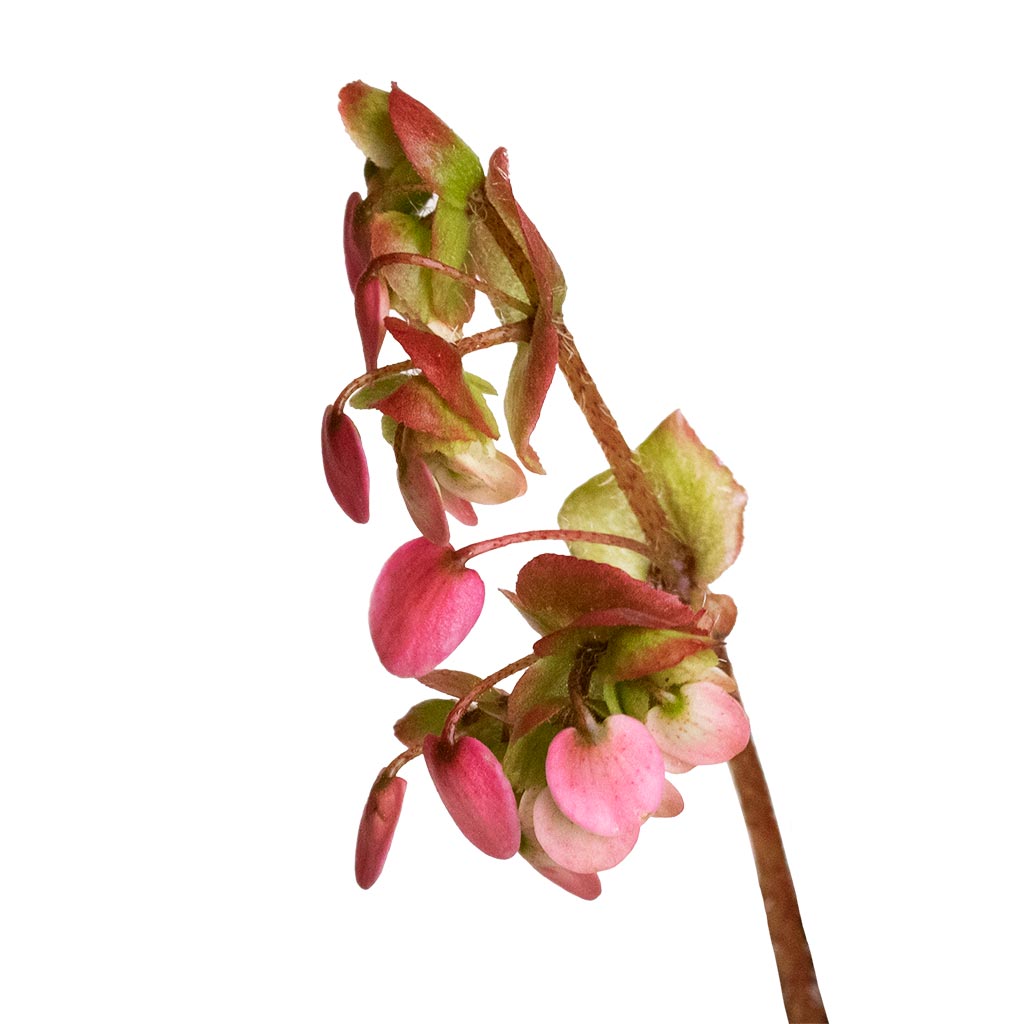 Begonia BD Rex - Anne Begonia Flower