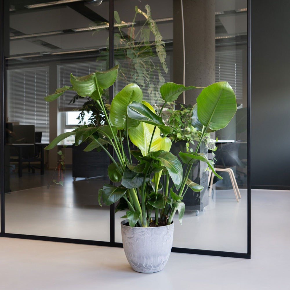 Bola Artstone Plant Pot - Grey In Office