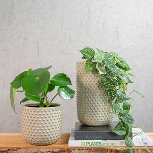 Bolino Plant Pot Mint with Houseplants Lifestyle