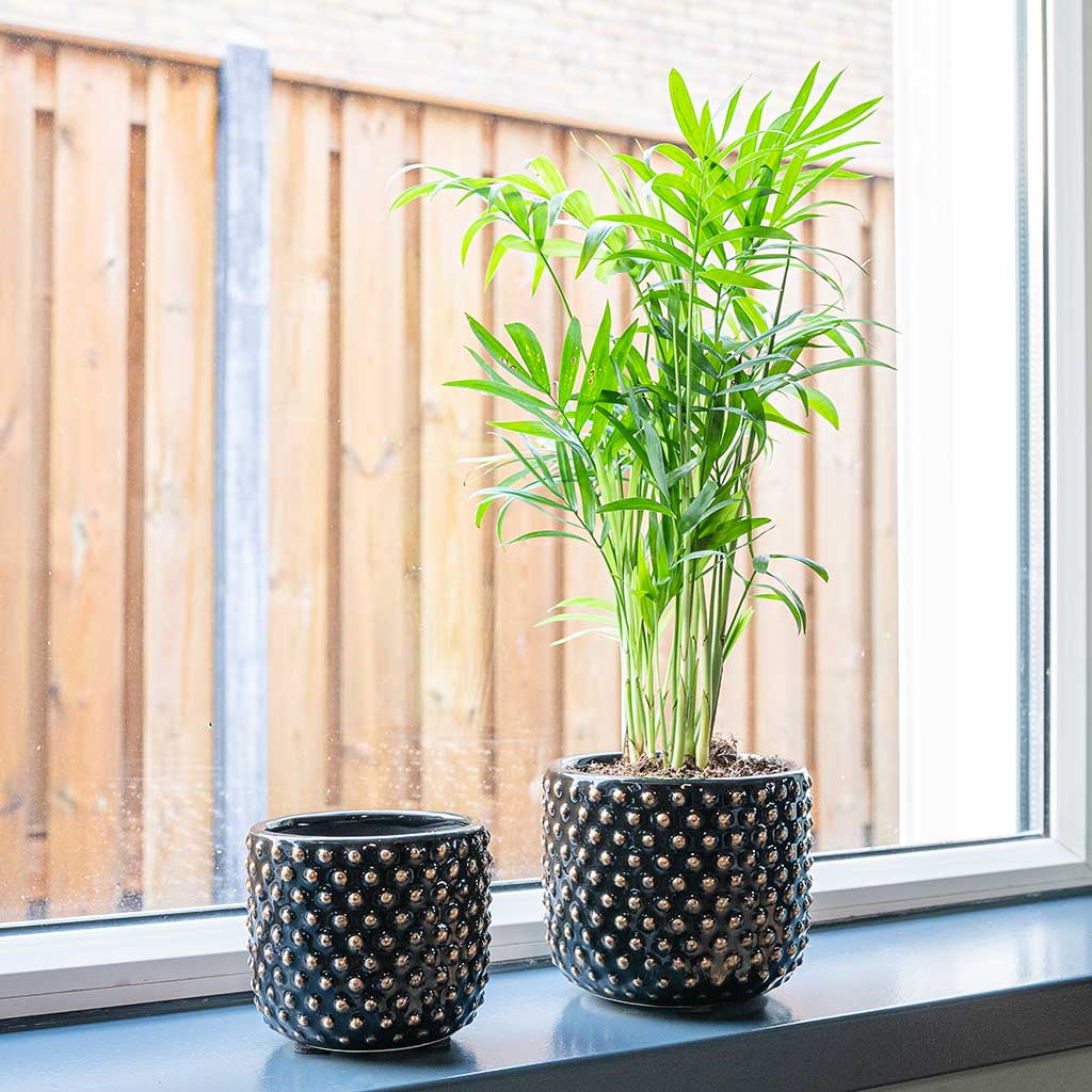 Bolino Plant Pot Shiny Black with Houseplant Lifestyle