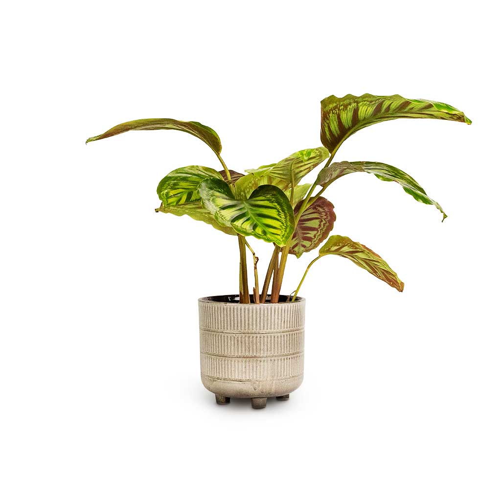 Calathea Flamestar & Denise Plant Pot Off White