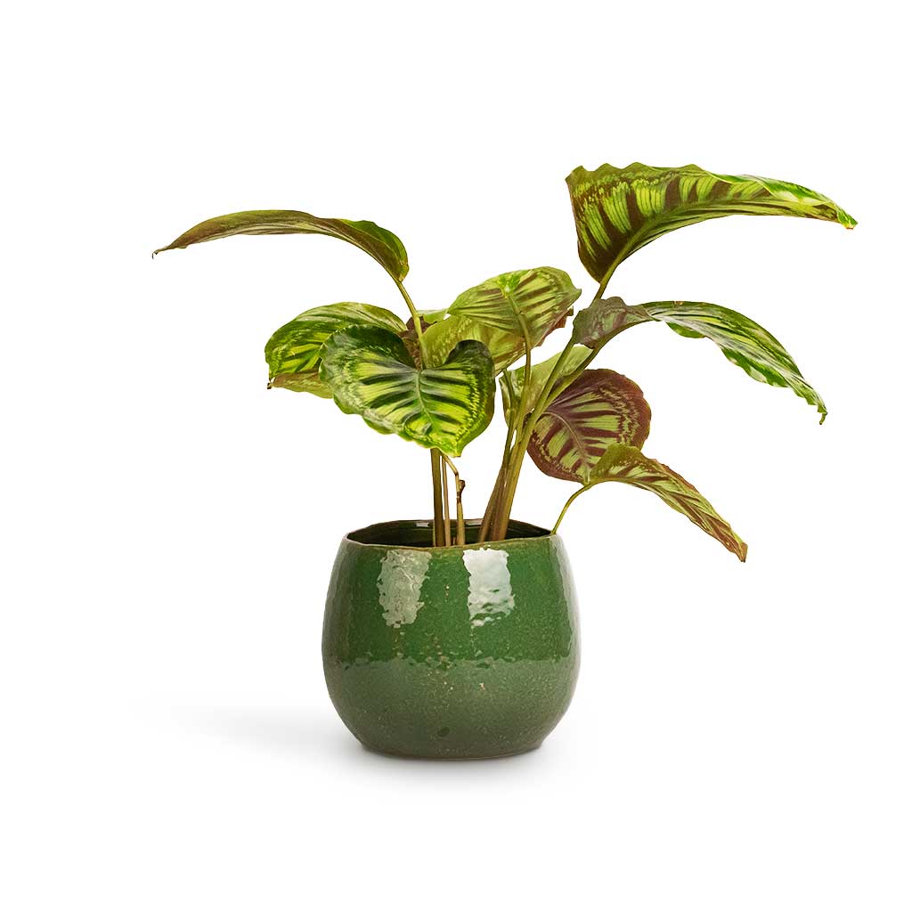 Calathea Flamestar & Mischa Plant Pot Forest Green
