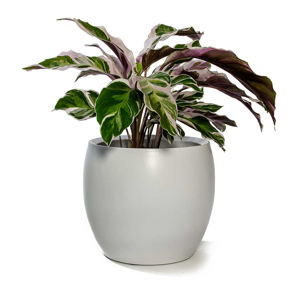 Calathea Fusion White Houseplant & Cresta Plant Pot - Pure White
