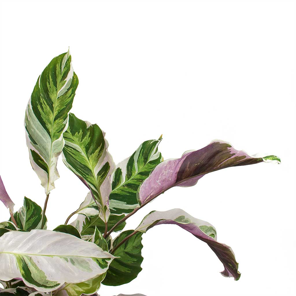 Calathea Fusion White Leaves