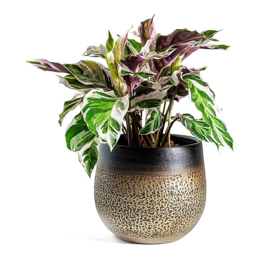 Mya Deep Champagne Plant Pot & Calathea Fusion White