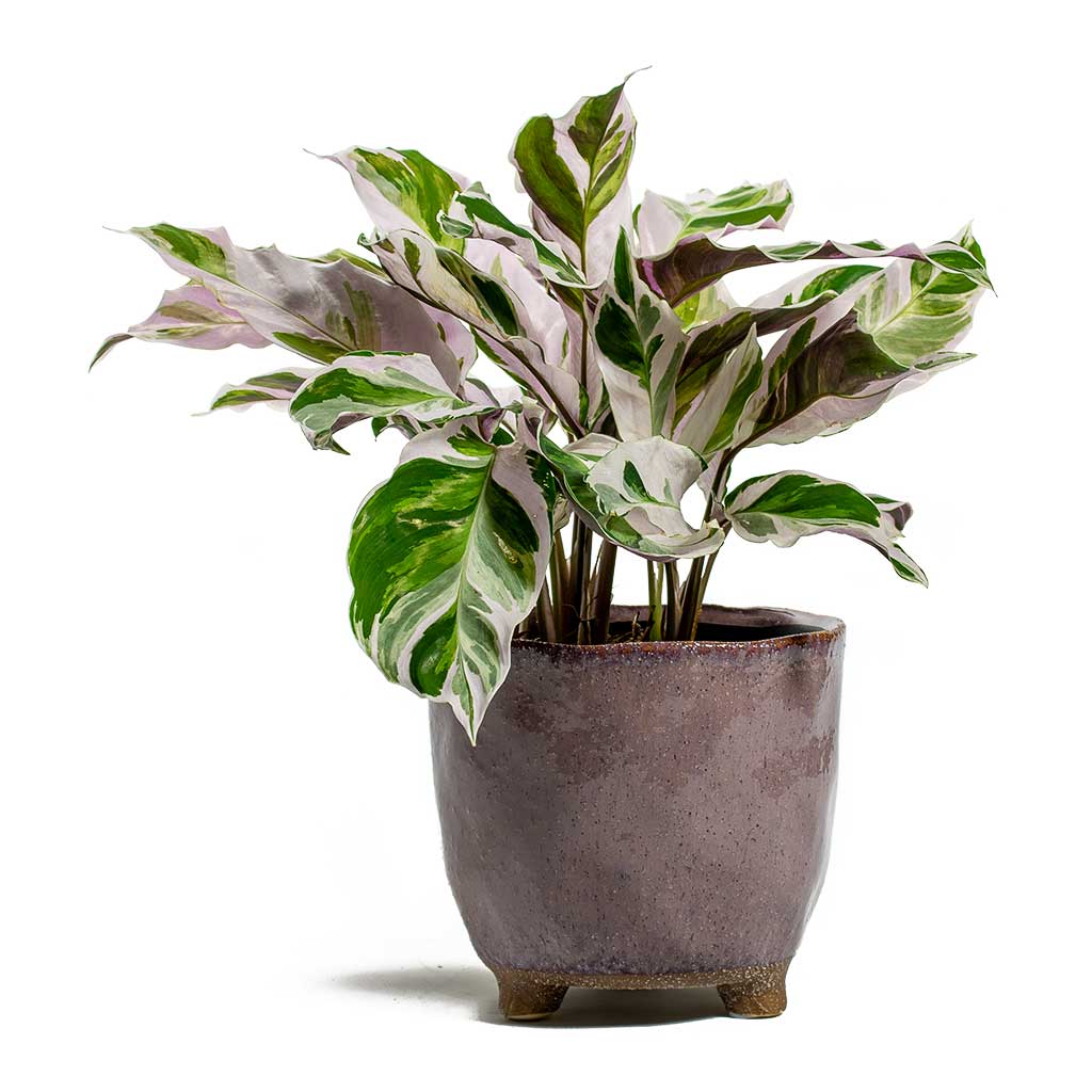 Calathea Fusion White & Kaat Pink Plant Pot