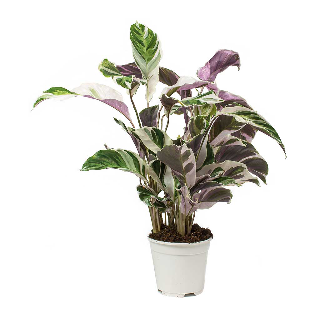 Calathea Fusion White Houseplant