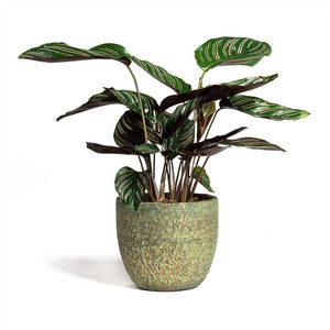 Calathea Sanderiana Pin Stripe Calathea & Rinca Plant Pot - Shiny Green
