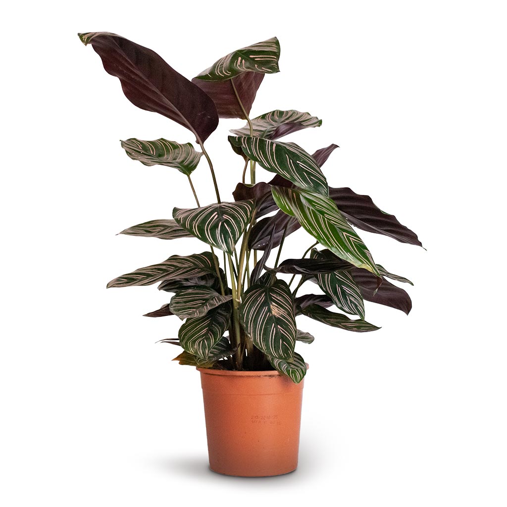 Calathea Sanderiana - Pin-Stripe Calathea