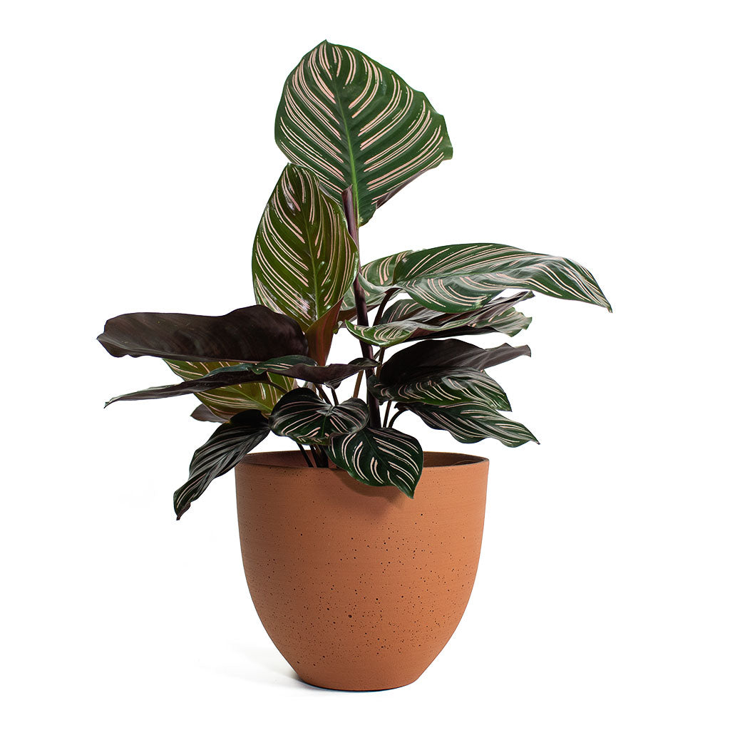 Calathea Sanderiana Pin-Stripe Calathea with Coral Refined Planter Canyon Orange