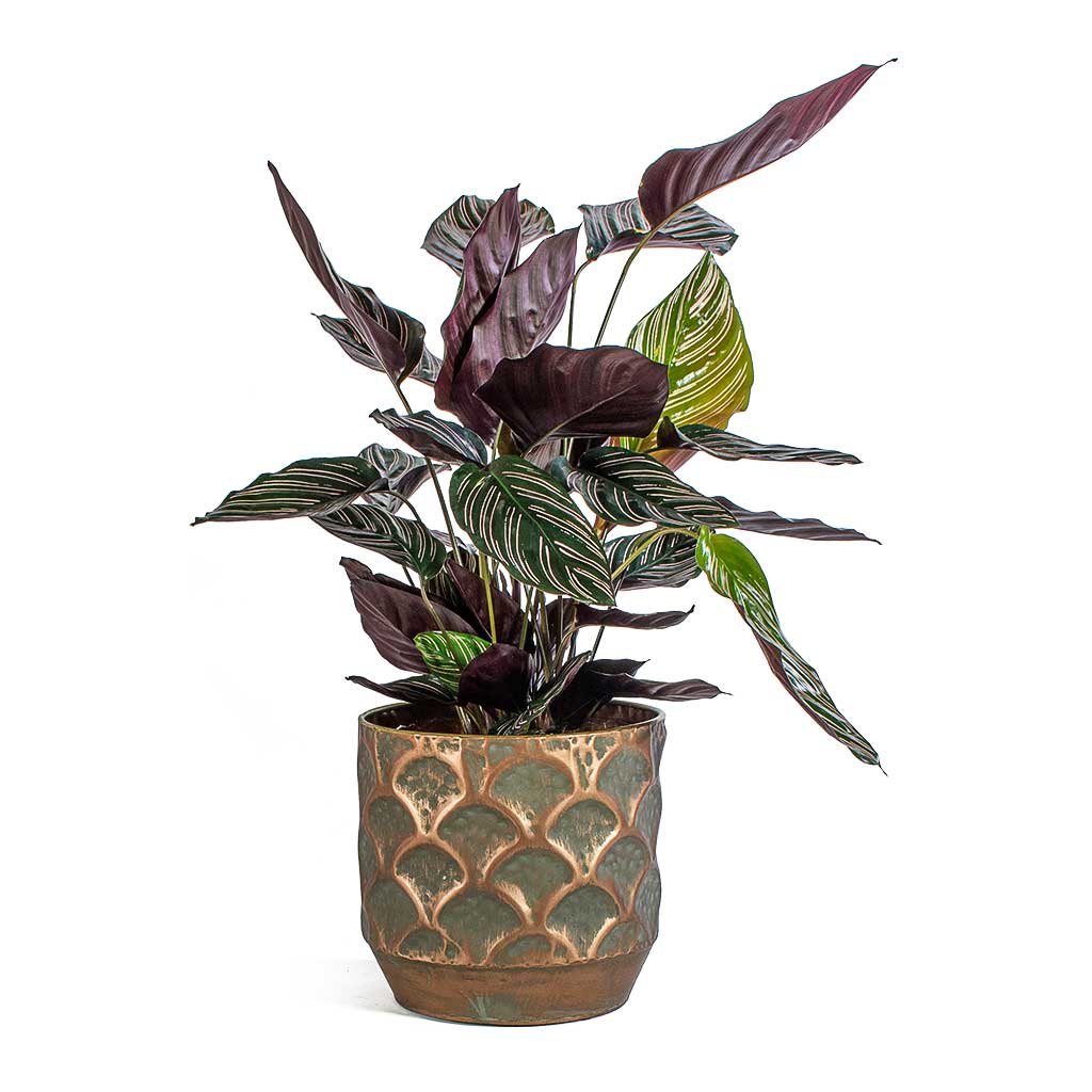 Calathea Sanderiana Pin Stripe Calathea & Lauri Metal Plant Pot Set Of 4 Lilac