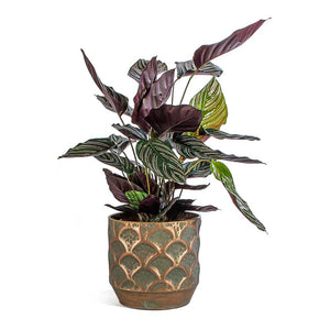 Calathea Sanderiana Pin Stripe Calathea & Lauri Metal Plant Pot Set Of 4 Lilac