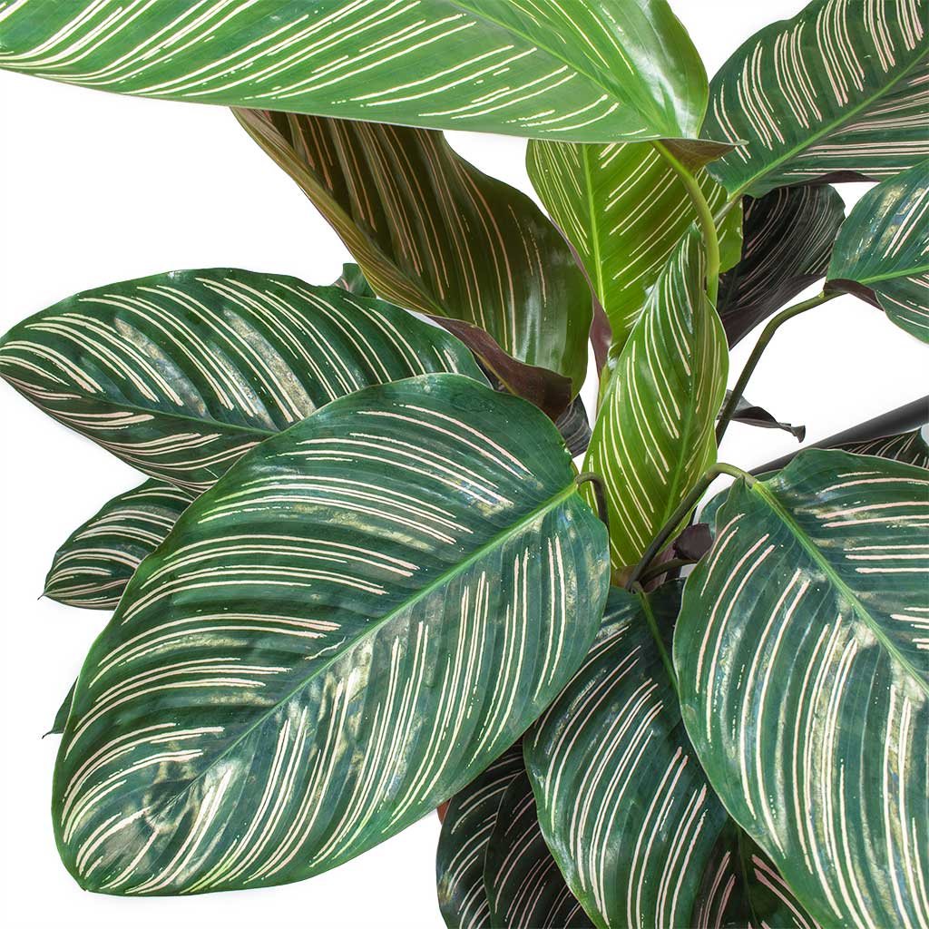 Calathea Sanderiana - Pin-Stripe Calathea Leaves