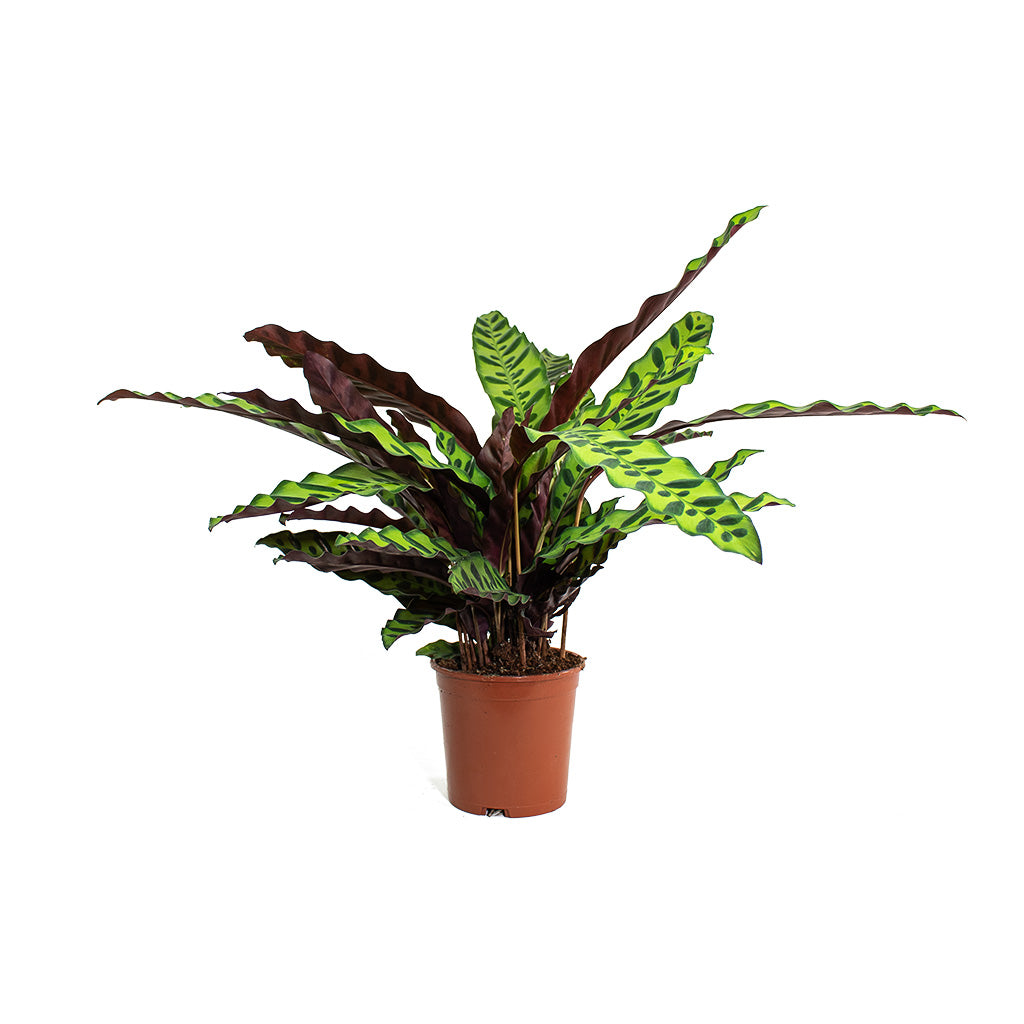 Calathea lancifolia - Rattlesnake Indoor Plant | Hortology - HORTOLOGY