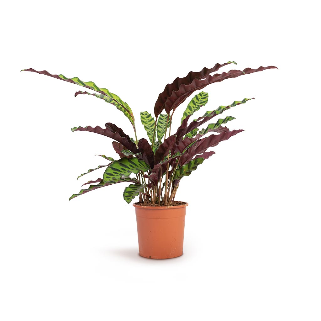 Calathea lancifolia Houseplant - Rattlesnake-Plant Indoor Plant