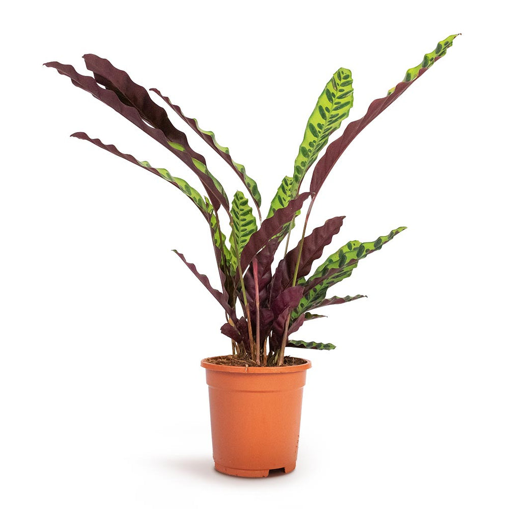 Calathea lancifolia - Rattlesnake Indoor Plant | Hortology - HORTOLOGY