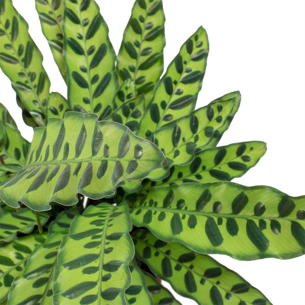 Calathea lancifolia - Rattlesnake Plant Leaves