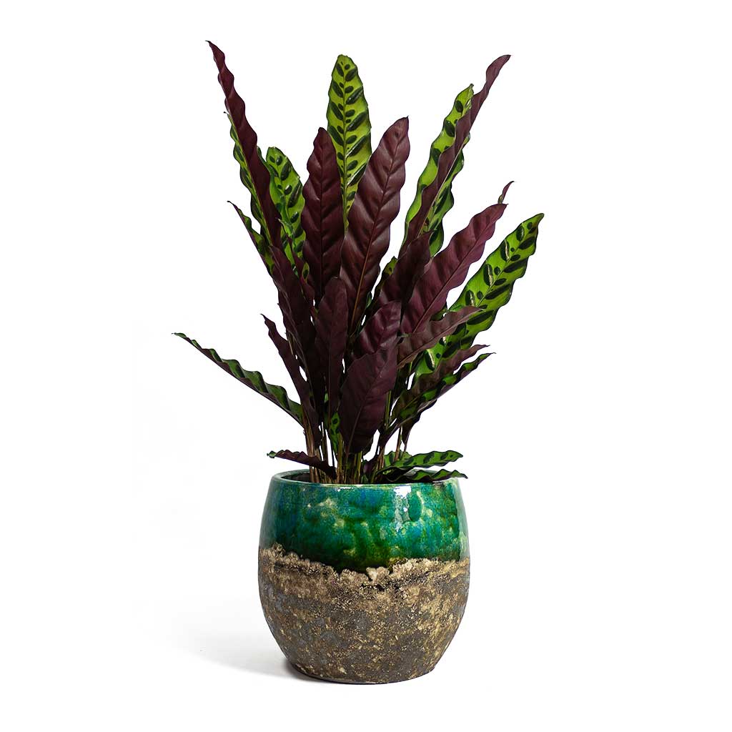 Calathea lancifolia Rattlesnake Plant with Lindy Plant Pot Black Green