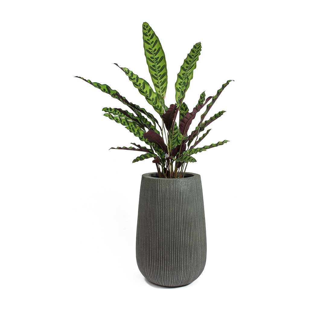 Calathea lancifolia Rattlesnake Plant & Patt High Plant Vase Ridged Dark Grey