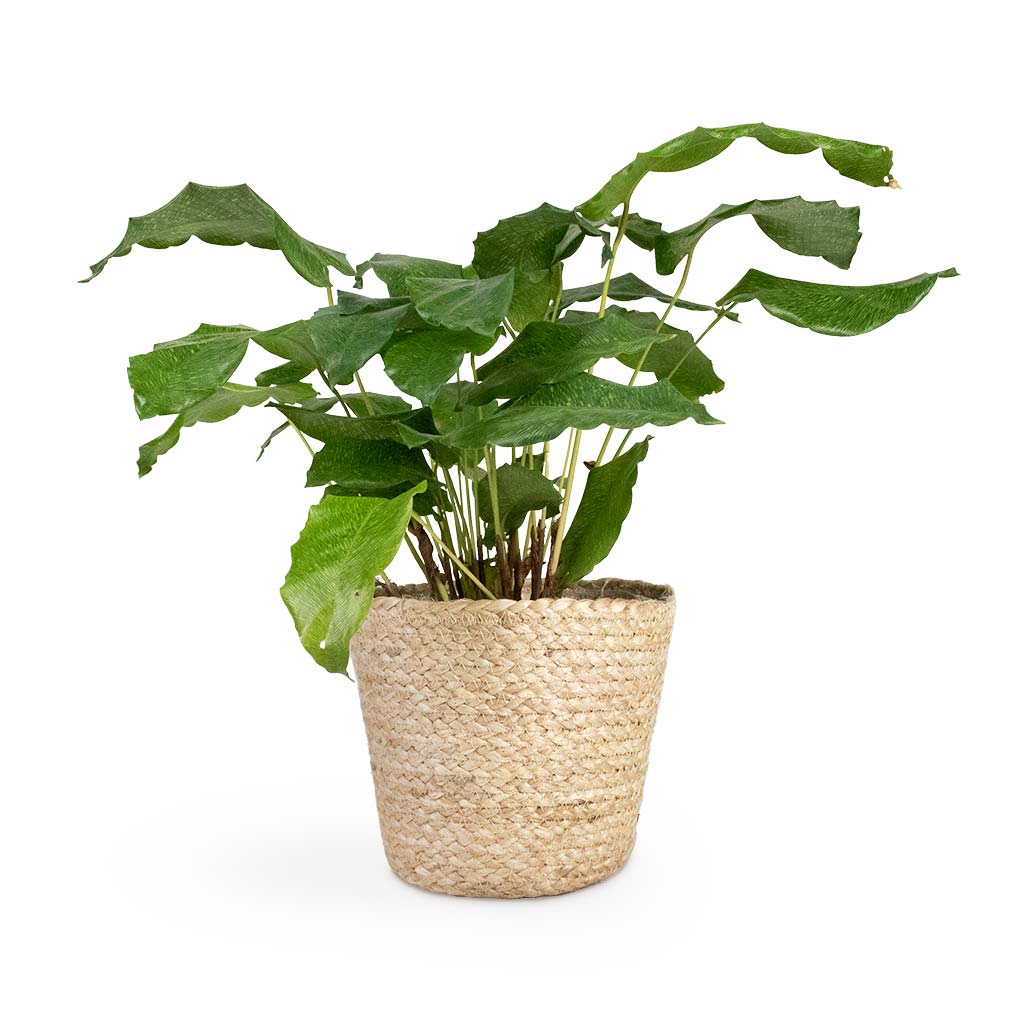 Selin Plant Basket - Jute & Calathea Musaica Network